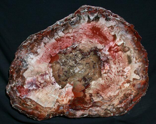 Brilliant Red Petrified Wood Tabletop - x #12153
